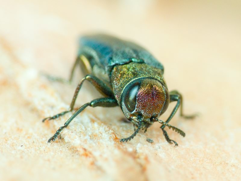 Agrilus viridis viridis (Linnaeus, 1758)